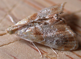 Julia's Dicymolomia